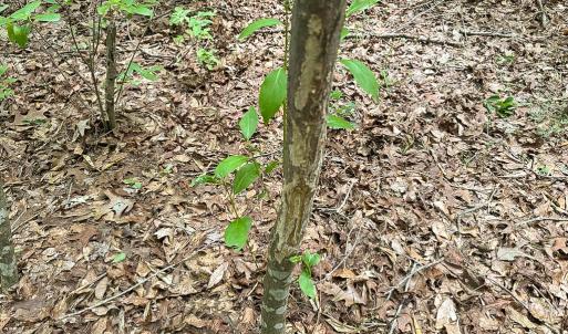 Photo #7 of SOLD property in Off Bobcat Ln, Franklin, VA 71.0 acres