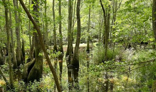 Photo #9 of SOLD property in Off Bobcat Ln, Franklin, VA 71.0 acres