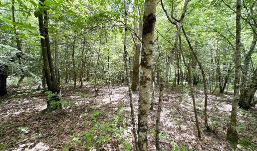 Photo #12 of SOLD property in Off Bobcat Ln, Franklin, VA 71.0 acres