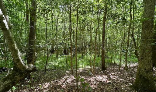 Photo #13 of SOLD property in Off Bobcat Ln, Franklin, VA 71.0 acres