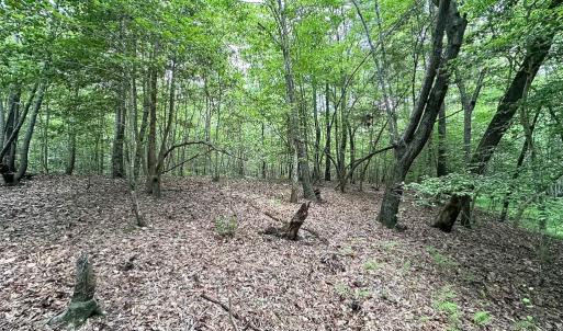 Photo #15 of SOLD property in Off Bobcat Ln, Franklin, VA 71.0 acres