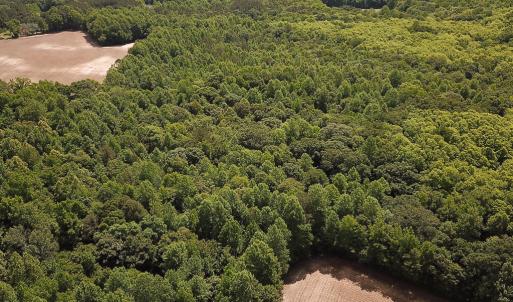 Photo #18 of SOLD property in Off Bobcat Ln, Franklin, VA 71.0 acres
