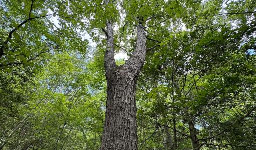 Photo #19 of SOLD property in Off Bobcat Ln, Franklin, VA 71.0 acres