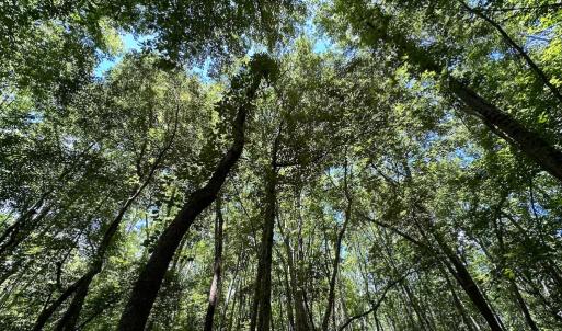 Photo #21 of SOLD property in Off Bobcat Ln, Franklin, VA 71.0 acres