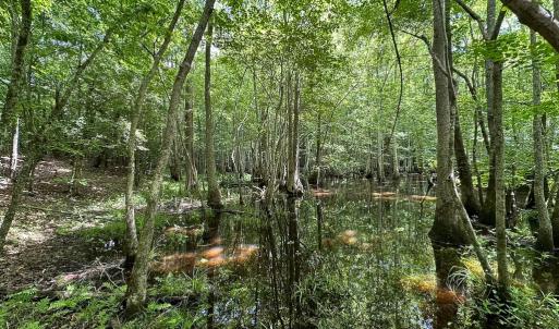 Photo #23 of SOLD property in Off Bobcat Ln, Franklin, VA 71.0 acres