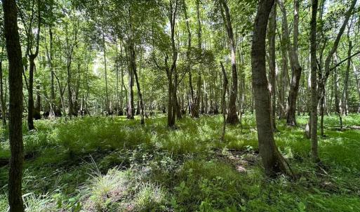 Photo #24 of SOLD property in Off Bobcat Ln, Franklin, VA 71.0 acres
