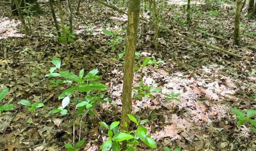 Photo #25 of SOLD property in Off Bobcat Ln, Franklin, VA 71.0 acres