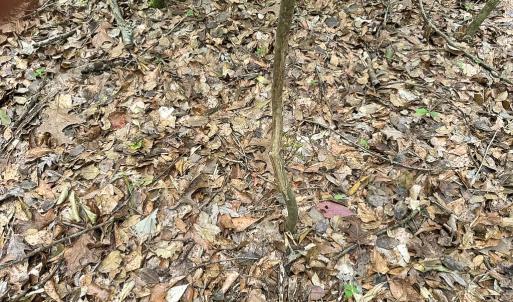 Photo #27 of SOLD property in Off Bobcat Ln, Franklin, VA 71.0 acres