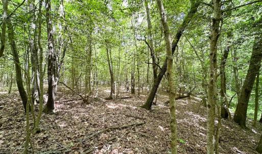 Photo #28 of SOLD property in Off Bobcat Ln, Franklin, VA 71.0 acres