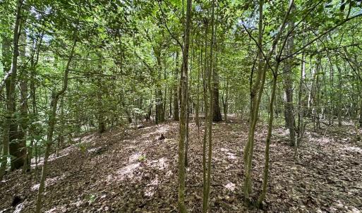 Photo #29 of SOLD property in Off Bobcat Ln, Franklin, VA 71.0 acres