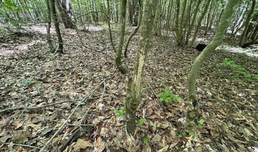 Photo #30 of SOLD property in Off Bobcat Ln, Franklin, VA 71.0 acres