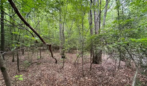 Photo #31 of SOLD property in Off Bobcat Ln, Franklin, VA 71.0 acres