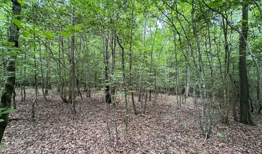 Photo #33 of SOLD property in Off Bobcat Ln, Franklin, VA 71.0 acres
