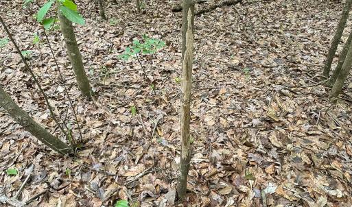 Photo #34 of SOLD property in Off Bobcat Ln, Franklin, VA 71.0 acres