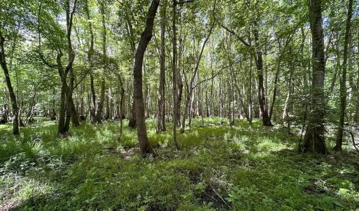 Photo #37 of SOLD property in Off Bobcat Ln, Franklin, VA 71.0 acres