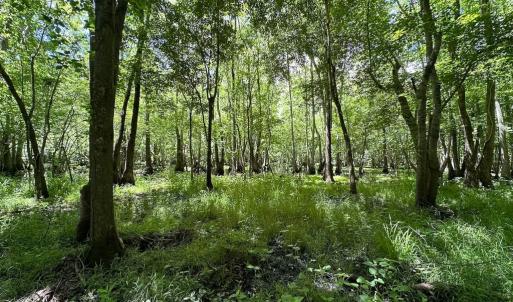 Photo #38 of SOLD property in Off Bobcat Ln, Franklin, VA 71.0 acres