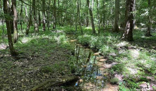 Photo #39 of SOLD property in Off Bobcat Ln, Franklin, VA 71.0 acres