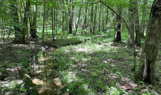 Photo #40 of SOLD property in Off Bobcat Ln, Franklin, VA 71.0 acres