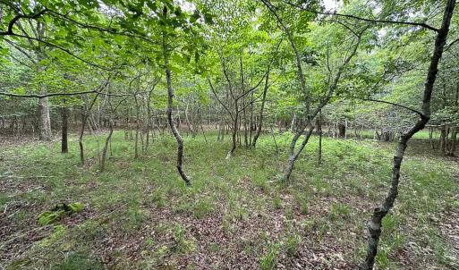 Photo #13 of SOLD property in Off Kegotank Rd, Nelsonia, VA 93.0 acres