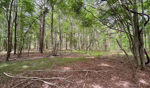 Photo #20 of SOLD property in Off Kegotank Rd, Nelsonia, VA 195.0 acres