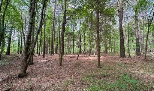Photo #24 of SOLD property in Off Kegotank Rd, Nelsonia, VA 195.0 acres