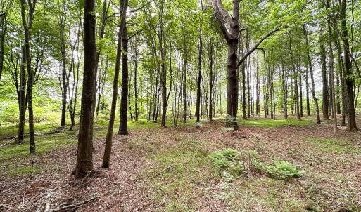 Photo #29 of SOLD property in Off Kegotank Rd, Nelsonia, VA 195.0 acres