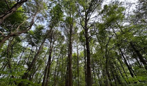 Photo #31 of SOLD property in Off Kegotank Rd, Nelsonia, VA 195.0 acres