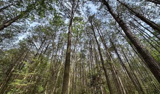 Photo #8 of SOLD property in Off Kegotank Rd, Nelsonia, VA 10.5 acres