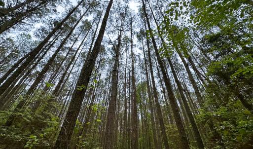 Photo #14 of SOLD property in Off Kegotank Rd, Nelsonia, VA 10.5 acres