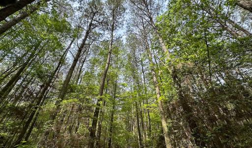 Photo #18 of SOLD property in Off Kegotank Rd, Nelsonia, VA 10.5 acres