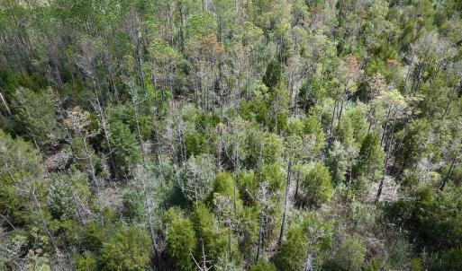 Photo #19 of SOLD property in Off NC 304, Hobucken, NC 9.0 acres