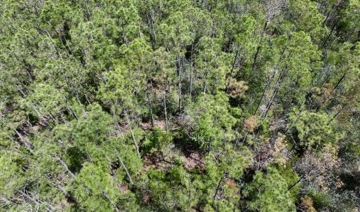 Photo #20 of SOLD property in Off NC 304, Hobucken, NC 9.0 acres