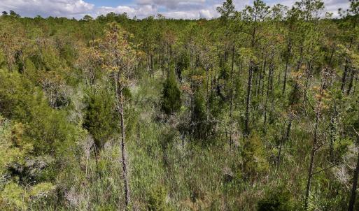 Photo #21 of SOLD property in Off NC 304, Hobucken, NC 9.0 acres