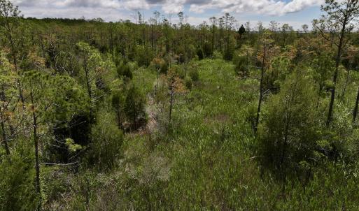 Photo #22 of SOLD property in Off NC 304, Hobucken, NC 9.0 acres