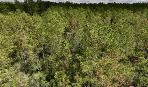 Photo #23 of SOLD property in Off NC 304, Hobucken, NC 9.0 acres