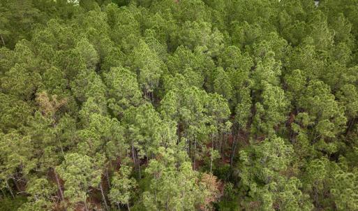 Photo #24 of SOLD property in Off NC 304, Hobucken, NC 9.0 acres