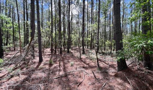 Photo #30 of SOLD property in Off NC 304, Hobucken, NC 9.0 acres