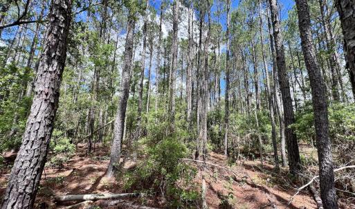Photo #31 of SOLD property in Off NC 304, Hobucken, NC 9.0 acres
