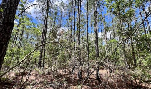 Photo #32 of SOLD property in Off NC 304, Hobucken, NC 9.0 acres