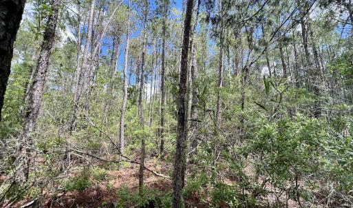 Photo #33 of SOLD property in Off NC 304, Hobucken, NC 9.0 acres