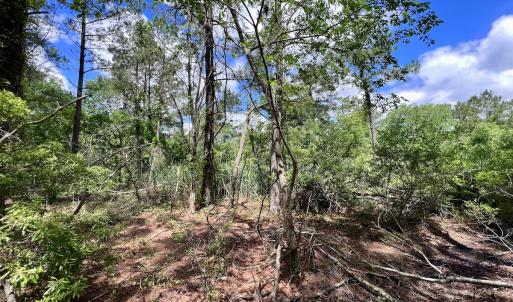 Photo #34 of SOLD property in Off NC 304, Hobucken, NC 9.0 acres