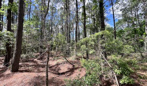 Photo #35 of SOLD property in Off NC 304, Hobucken, NC 9.0 acres