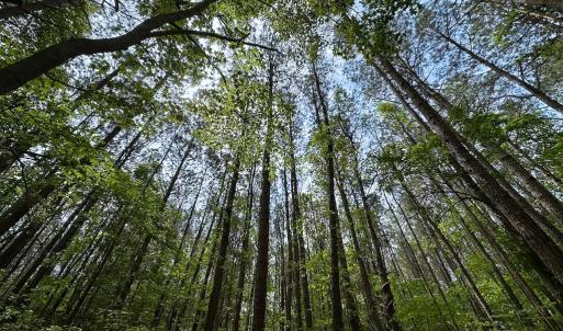 Photo #5 of SOLD property in Lot 2 - Off Kegotank Rd, Nelsonia, VA 1.8 acres