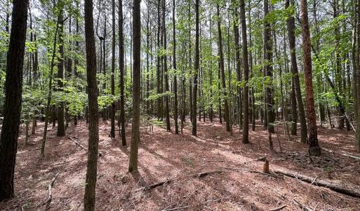 Photo #8 of SOLD property in Lot 2 - Off Kegotank Rd, Nelsonia, VA 1.8 acres