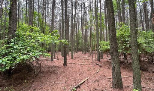 Photo #16 of SOLD property in Lot 2 - Off Kegotank Rd, Nelsonia, VA 1.8 acres