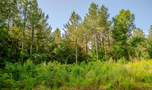 Photo #12 of 10010 Roundtree Road, Mt. Pleasant, NC 61.4 acres