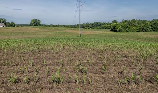 Photo #4 of 10010 Roundtree Road, Mt. Pleasant, NC 61.4 acres