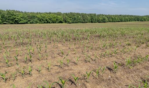 Photo #29 of 10010 Roundtree Road, Mt. Pleasant, NC 61.4 acres