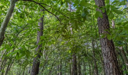 Photo #39 of 10010 Roundtree Road, Mt. Pleasant, NC 61.4 acres