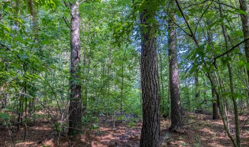 Photo #41 of 10010 Roundtree Road, Mt. Pleasant, NC 61.4 acres